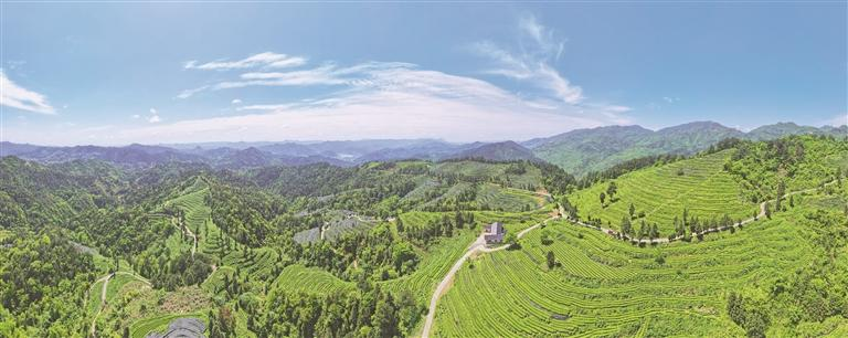工厂——贵山“观茶”系列报道之江口篇凯时ag旗舰厅登录“一抹茶香”的超级